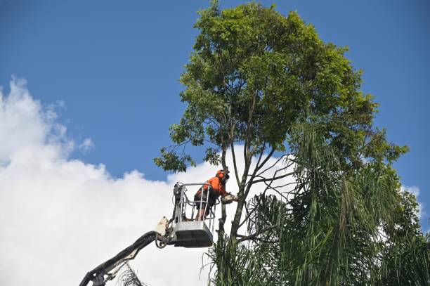 Professional Tree Removal Services in Yonkers, NY